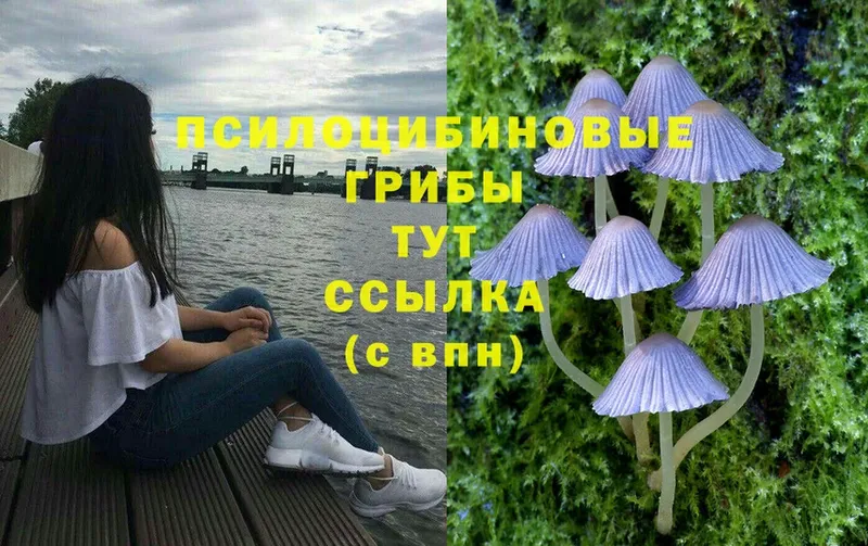 закладка  Ленск  Галлюциногенные грибы Psilocybine cubensis 